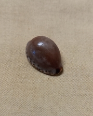 Notocypraea angustata