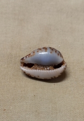 Notocypraea angustata