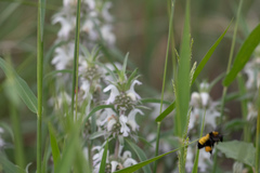 Monarda citriodora austromontana