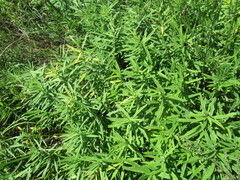 Vincetoxicum sibiricum