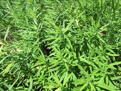 Vincetoxicum sibiricum