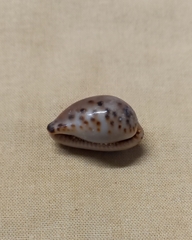 Notocypraea angustata