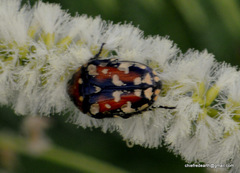 Gametis versicolor