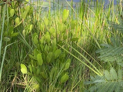 Laguncularia racemosa