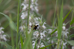 Monarda citriodora austromontana