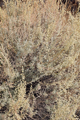 Artemisia bigelovii