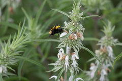 Monarda citriodora austromontana