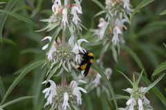 Monarda citriodora austromontana