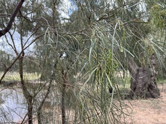 Acacia stenophylla