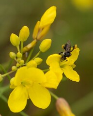 Tetragonula carbonaria