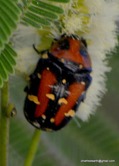 Gametis versicolor