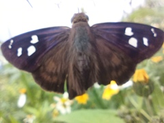 Polygonus leo arizonensis