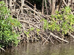 Rhizophora mangle
