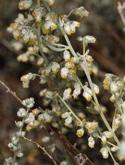 Artemisia bigelovii