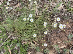 Brachyscome ciliaris