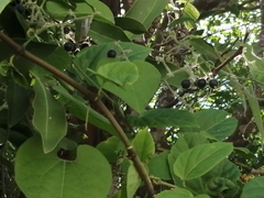 Cissus verticillata