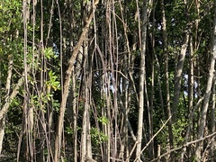 Rhizophora mangle