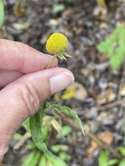 Helenium bigelovii