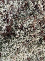 Sphagnum squarrosum