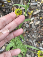 Helenium bigelovii