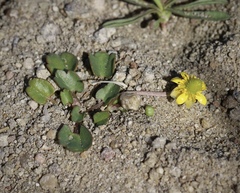 Halerpestes cymbalaria