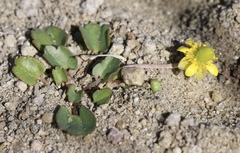 Halerpestes cymbalaria
