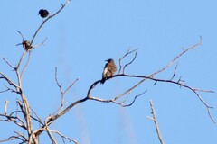 Colaptes auratus cafer