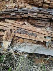 Crotalus triseriatus