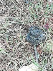 Crotalus triseriatus