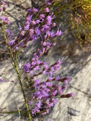 Liatris tenuifolia
