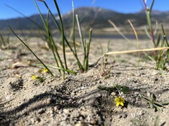 Halerpestes cymbalaria