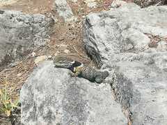 Sceloporus mucronatus