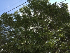 Melicoccus oliviformis