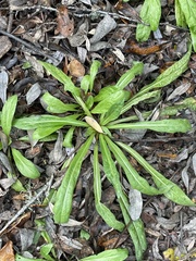 Helenium bigelovii