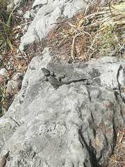 Sceloporus mucronatus