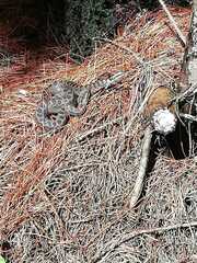 Crotalus triseriatus