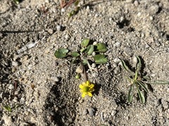 Halerpestes cymbalaria