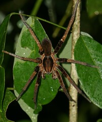 Ancylometes bogotensis