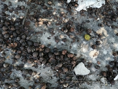 Melicoccus oliviformis