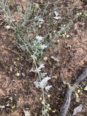 Teucrium racemosum