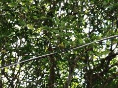 Melicoccus oliviformis