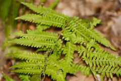 Athyriaceae