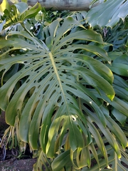 Monstera deliciosa