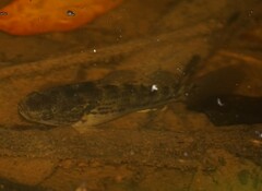 Dormitator maculatus