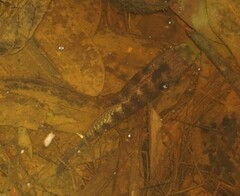 Poeciliidae