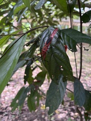 Macrocheraia grandis