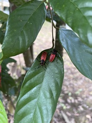 Macrocheraia grandis