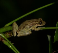 Scinax staufferi