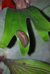 Triboniophorus graeffei