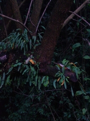 Pleopeltis macrocarpa